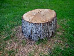 Best Tree Disease Treatment  in West Kennebunk, ME