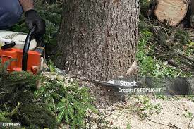 Best Palm Tree Trimming  in West Kennebunk, ME