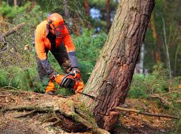 Best Hedge Trimming  in West Kennebunk, ME