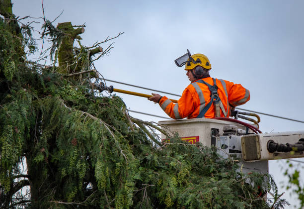 Professional Tree Care in West Kennebunk, ME