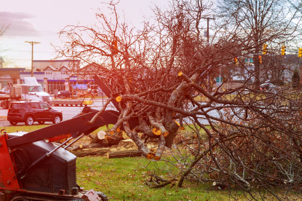 Best Tree Maintenance Programs  in West Kennebunk, ME