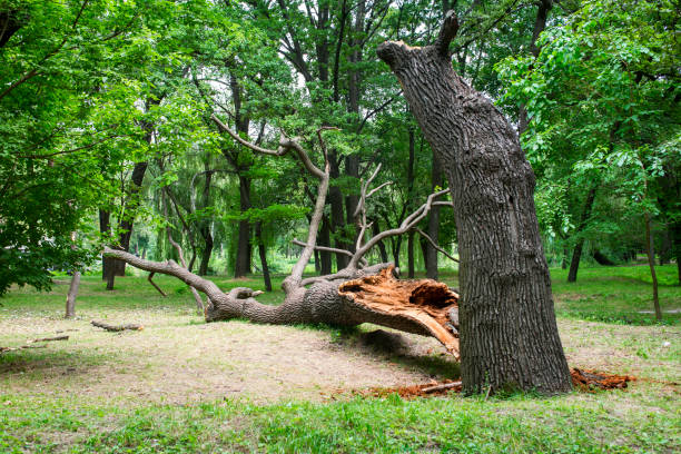 Best Tree and Shrub Care  in West Kennebunk, ME
