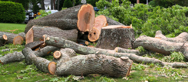 Best Root Management and Removal  in West Kennebunk, ME