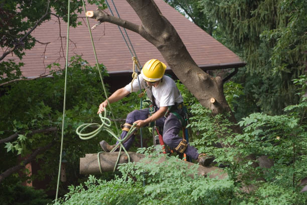 Best Tree Health Inspection  in West Kennebunk, ME