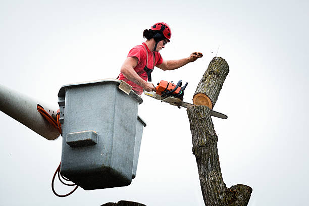 How Our Tree Care Process Works  in  West Kennebunk, ME