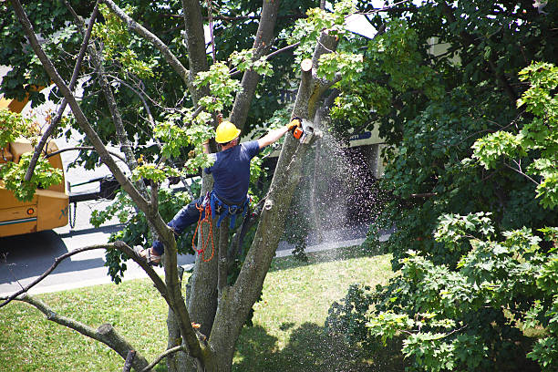 Best Lawn Irrigation Installation and Maintenance  in West Kennebunk, ME